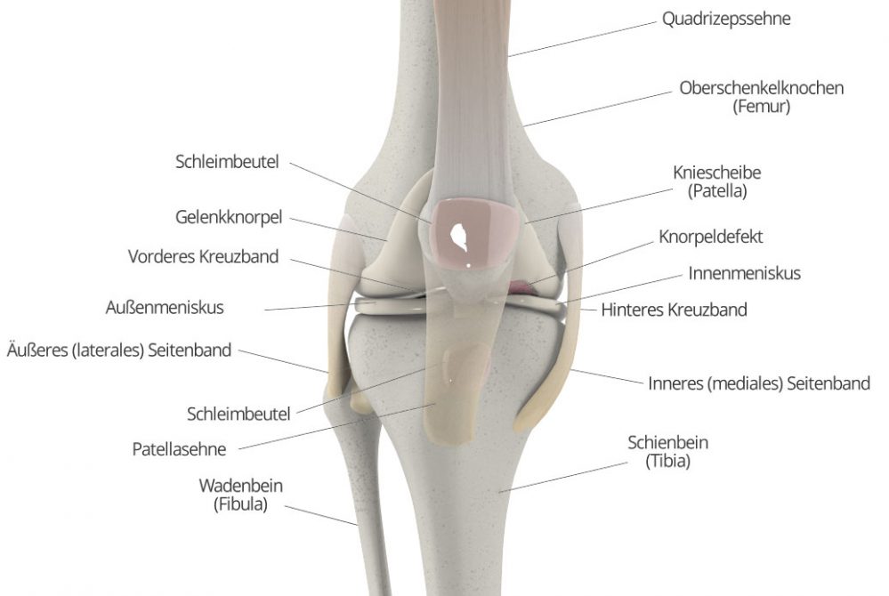 Kniesehnen Kniegelenk Aufbau, Erkrankungen & Therapie | Knorpelexperte.de