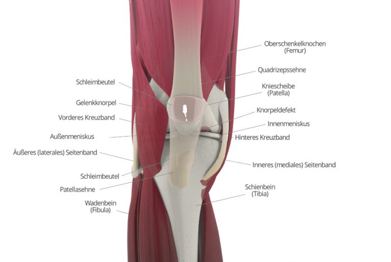 Schmerzen im Knie Ursachen & Therapie | Knorpelexperte.de
