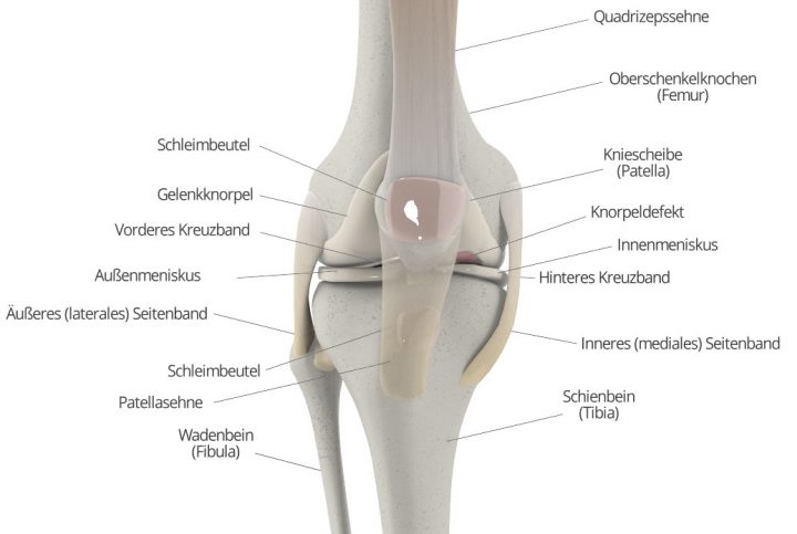 Wie Ist Das Knie Aufgebaut knorpelexperte.de