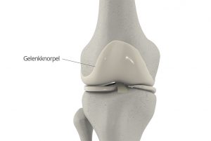 Gelenkknorpel Knie