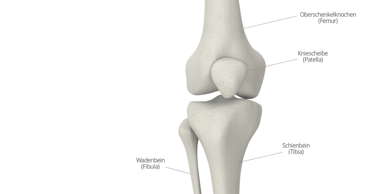 Osteoblasten Was ist das genau? knorpelexperte.de